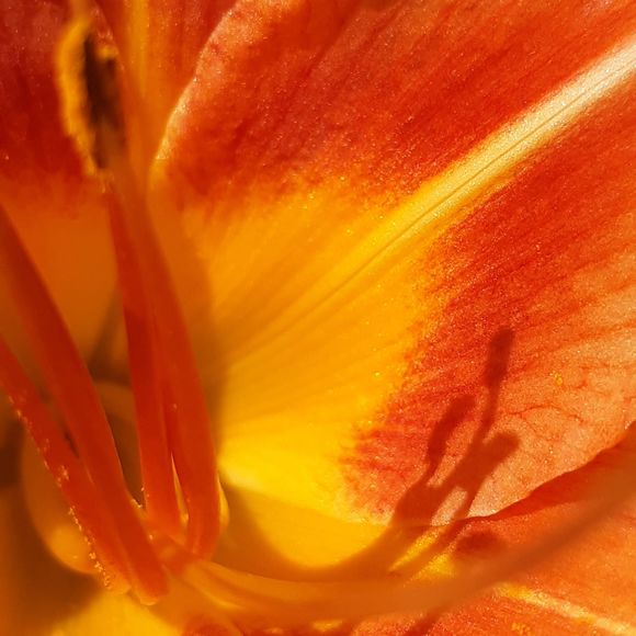 Meet your Posher, Signe - Picture 1 of 1